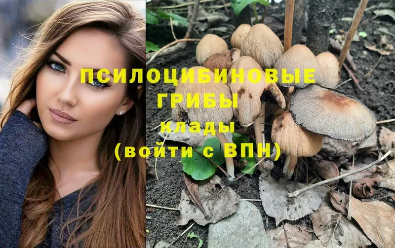 Псилоцибиновые грибы Psilocybe  Петровск 