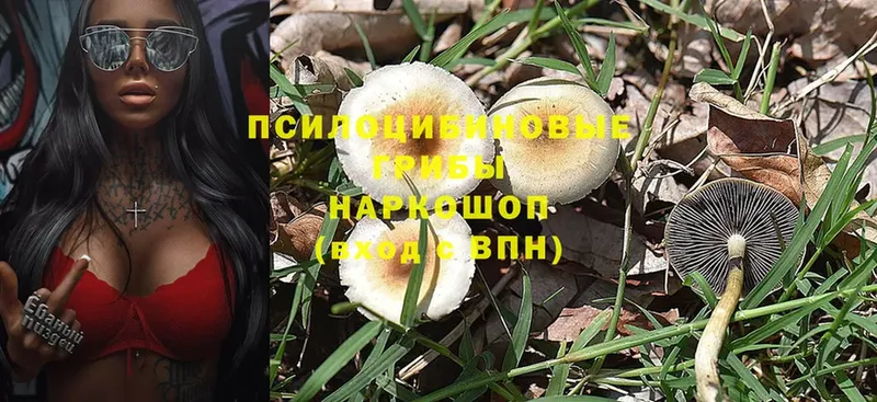 Галлюциногенные грибы MAGIC MUSHROOMS Петровск